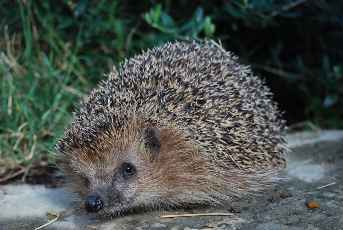 Palleggiano Un Riccio Ucciderlo Denunciati Dalla Lida Lega Italiana Dei Diritti Dellʼanimale Cirie Valli Lanzo